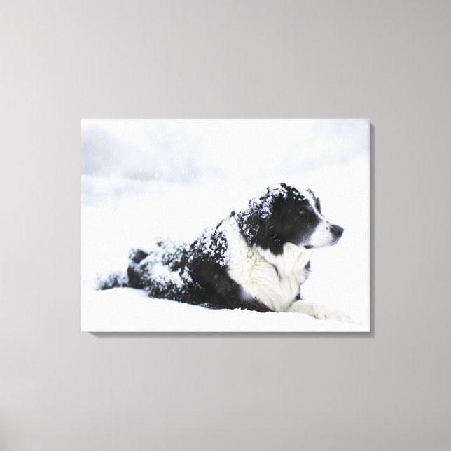Schafhund (Akbash/Collie-Mix), der während der Leinwanddruck (Vorderseite)