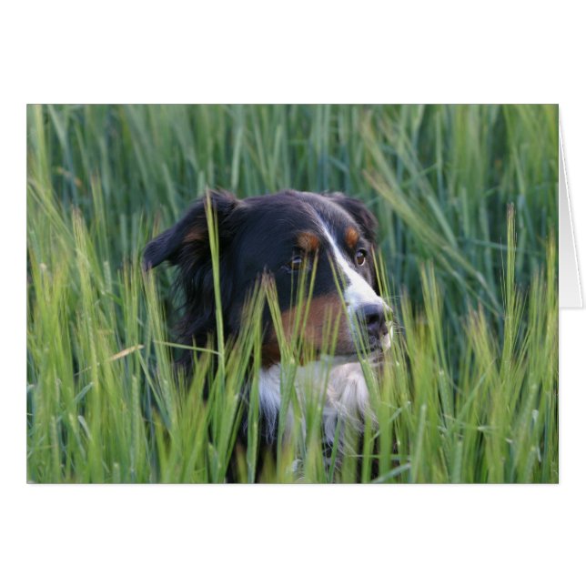 Schafhund im Gras (Vorderseite (Horizontal))