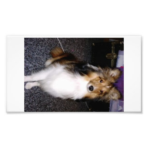 Schafhund im Shetland 2 Fotodruck
