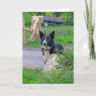 Schafhund in Schottland Karte