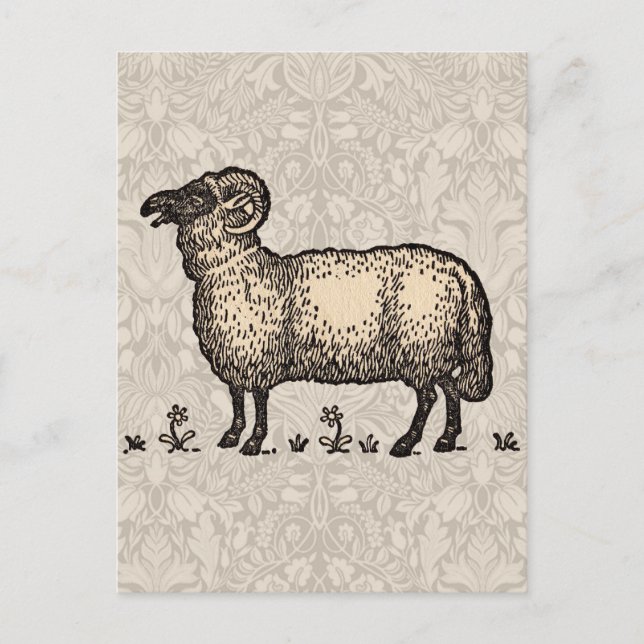 Schaflammfarm Vintag Postkarte (Vorderseite)