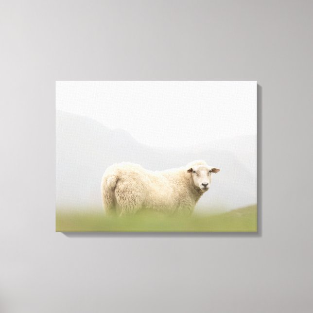 Schafnatur-Foto Leinwanddruck (Vorderseite)