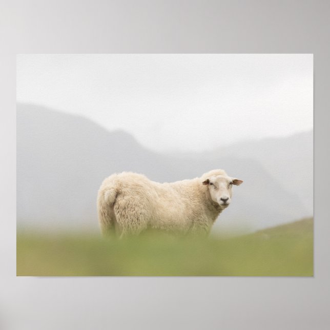 Schafnatur-Foto Poster (Vorne)