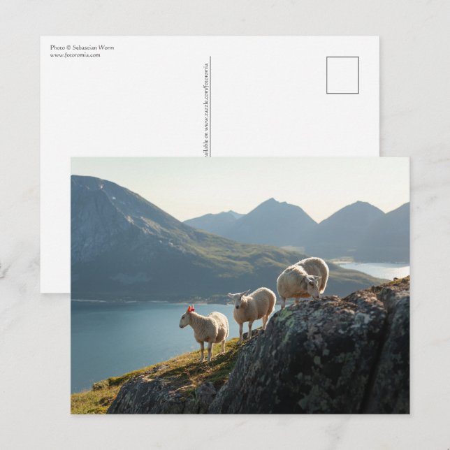 Schafnatur-Foto Postkarte (Vorne/Hinten)
