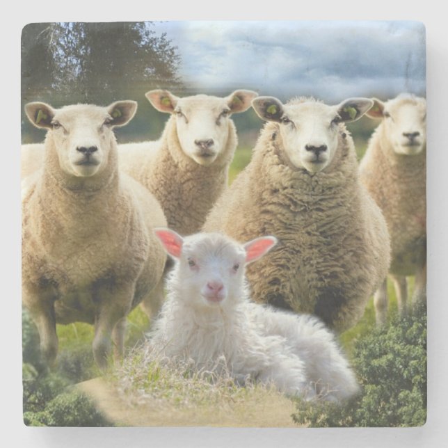 Schafschaf Herde Baby Lamb Schaffarm Steinuntersetzer (Vorderseite)