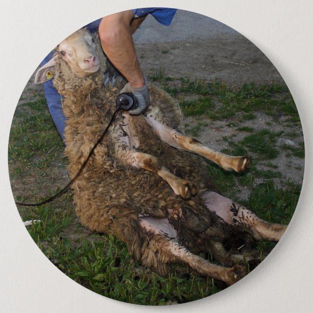 Schafshören Button (Vorderseite)