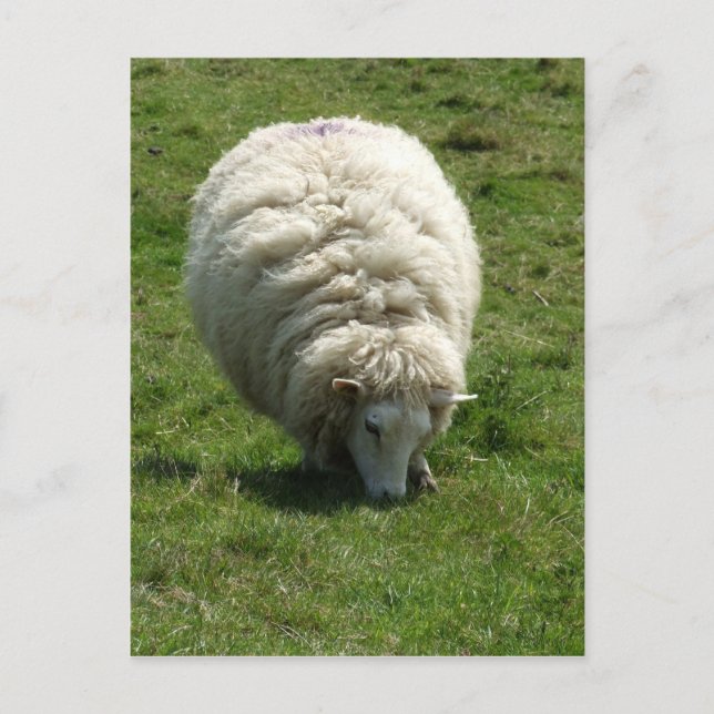 Schafskarte Postkarte (Vorderseite)