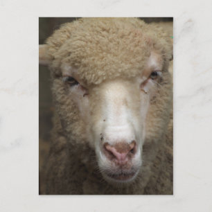 Schafskarte Postkarte