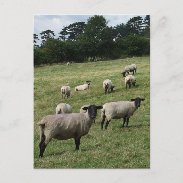 Schafskarte Postkarte (Vorderseite)