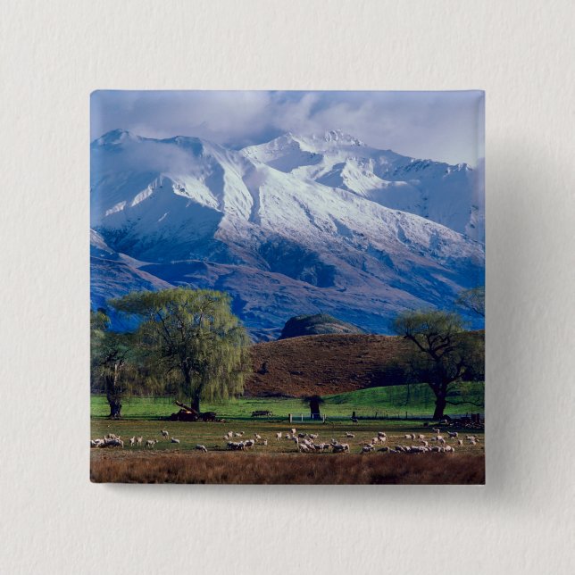 Schafweiden unter der schneebedeckten Harris Button (Vorderseite)