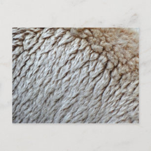 Schafwolle Abstrakte Natur Foto Postkarte