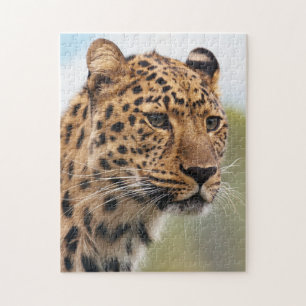Schaggy Adult Cheetah in der Wildnis
