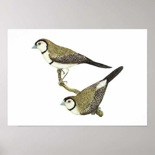 Schale (in beiden Formen) - Taeniopygia bichenovii Poster (Vorne)