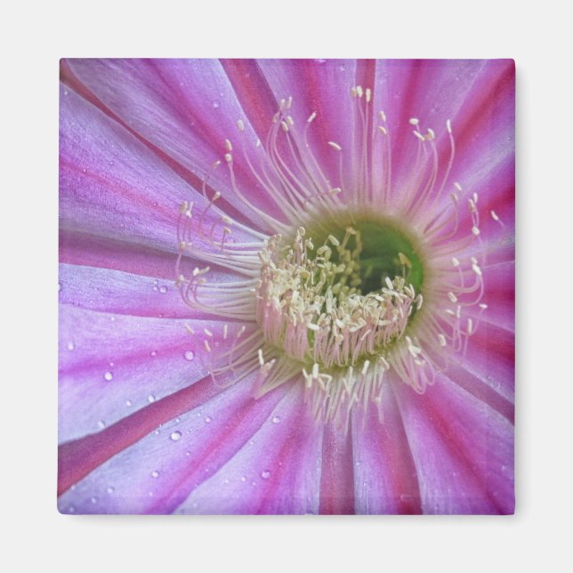 Schale Magnet (Vorne)