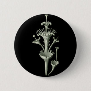 Schalen-Flechte Button