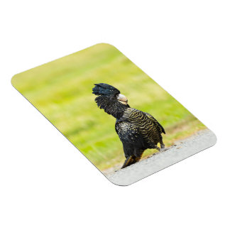 Schalkhaftes Schwarzschnabelkakadu-Porträt Magnet