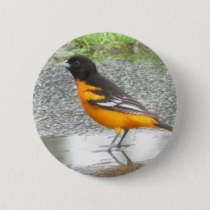 Schaltfläche Baltimore Oriole Button