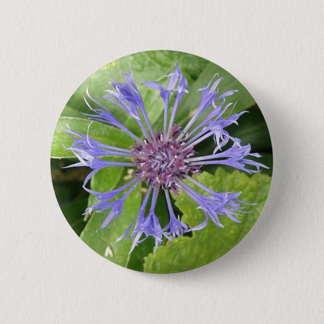 Schaltfläche Blauer Kornblume Button (Vorderseite)