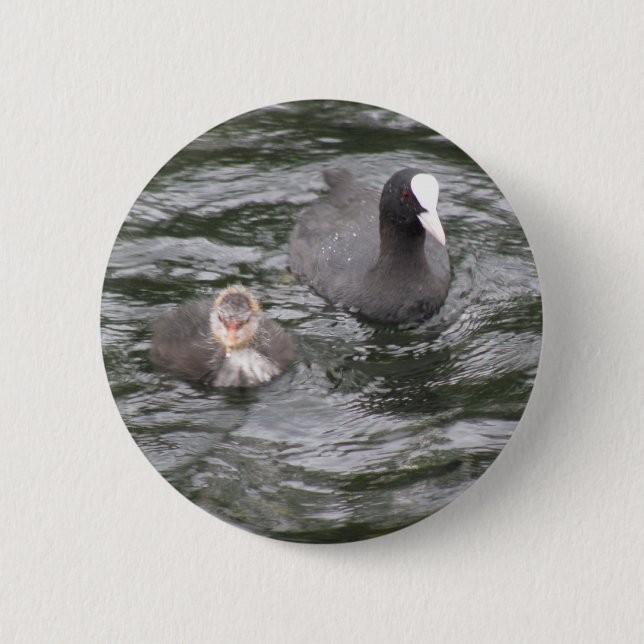 Schaltfläche Coot und Chick Button (Vorderseite)