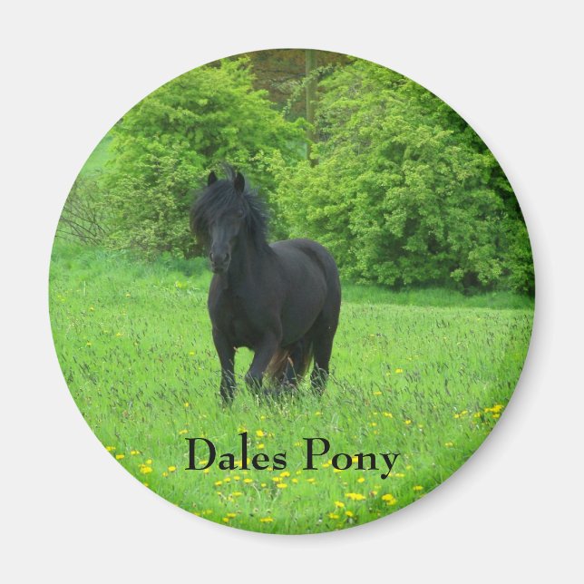 Schaltfläche Dales Pony Magnet (Vorne)