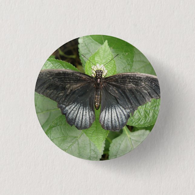Schaltfläche "hübscher tropischer Schmetterling un Button (Vorderseite)