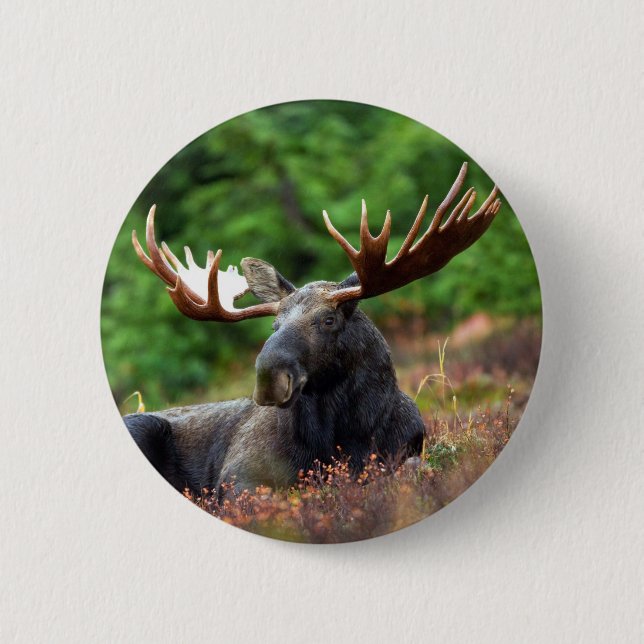 Schaltfläche Moose Button (Vorderseite)
