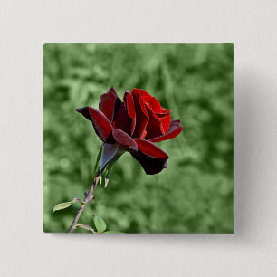 Schaltfläche rote Rose Button