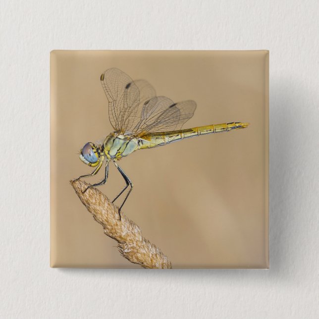 Schaltfläche "Skimmer Dragonfly Insect Female" (CC Button (Vorderseite)