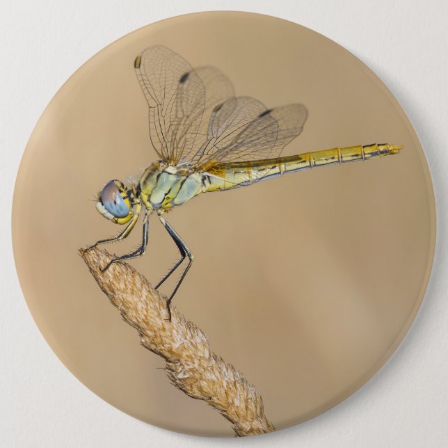 Schaltfläche "Skimmer Dragonfly Insect Female" (CC Button (Vorderseite)