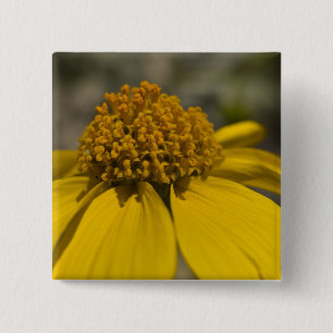 Schaltfläche "Wüste Brittlebrush Square" Button