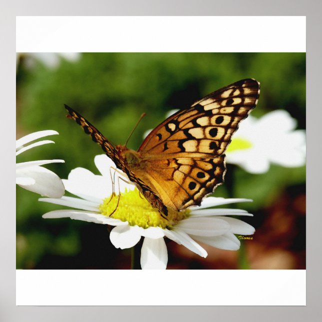 SCHALTFLY AUF EINEM DAISTISCHEN Poster (Vorne)