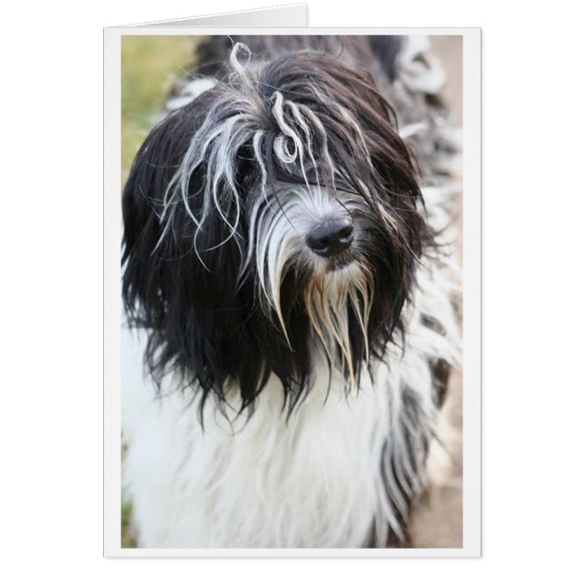 schapendo.png (Vorne)