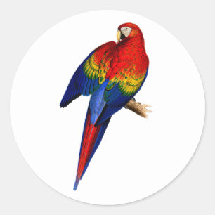 Scharara Ara Tropischer Bunter Regenwald Vogel Runder Aufkleber