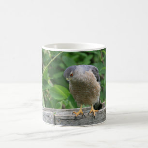 Scharfes Shinned Falke, der Ihren Garten aufpasst Kaffeetasse