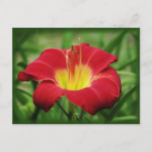 Scharlach mit grün - Taglilie Postkarte