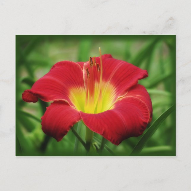 Scharlach mit grün - Taglilie Postkarte (Vorderseite)