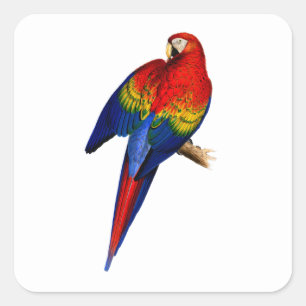 Scharlachara Tropischer Bunter Regenbogen Vogel Quadratischer Aufkleber