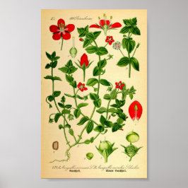Scharlachrot (Anagallis caerulea) Poster