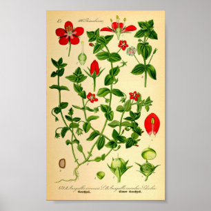 Scharlachrot (Anagallis caerulea) Poster