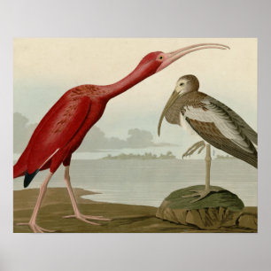 Scharlachrot IBIS Poster