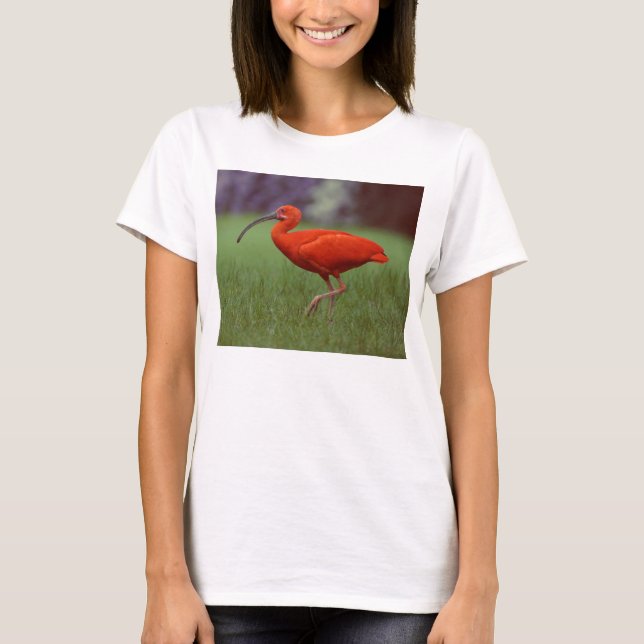 Scharlachrot IBIS T-Shirt (Vorderseite)