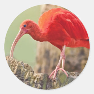 Scharlachrot IBIS-Vogel-Aufkleber- Runder Aufkleber