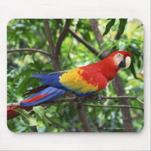 Scharlachrot Macaw auf Ast Mousepad