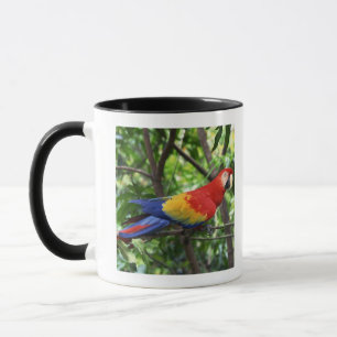 Scharlachrot Macaw auf Ast Tasse