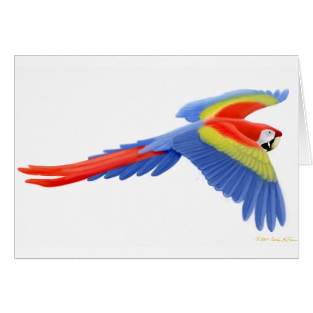 Scharlachrot Macaw-Karten- (Vorderseite (Horizontal))
