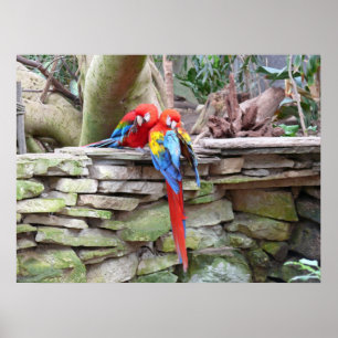Scharlachrot Macaws- Poster