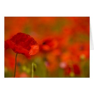 Scharlachrot Mohnblumen-