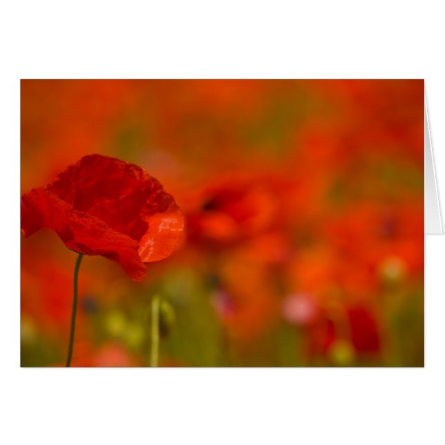 Scharlachrot Mohnblumen- (Vorderseite (Horizontal))