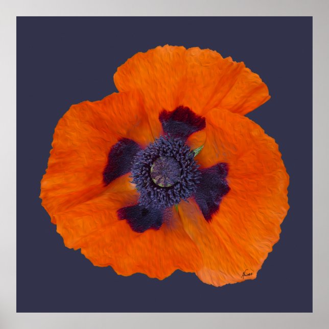 Scharlachrot Orange Poppy 1 Poster (Vorne)
