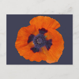 Scharlachrot Orange Poppy 1 Postkarte